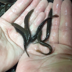 活どじょう小小2kg 約７cm 平均1100匹 食用 活き餌 釣り餌 生餌 熱帯魚 古代魚のエサにドジョウ えさ アロワナ ポリプ エンドリ どじょう 売買されたオークション情報 Yahooの商品情報をアーカイブ公開 オークファン Aucfan Com