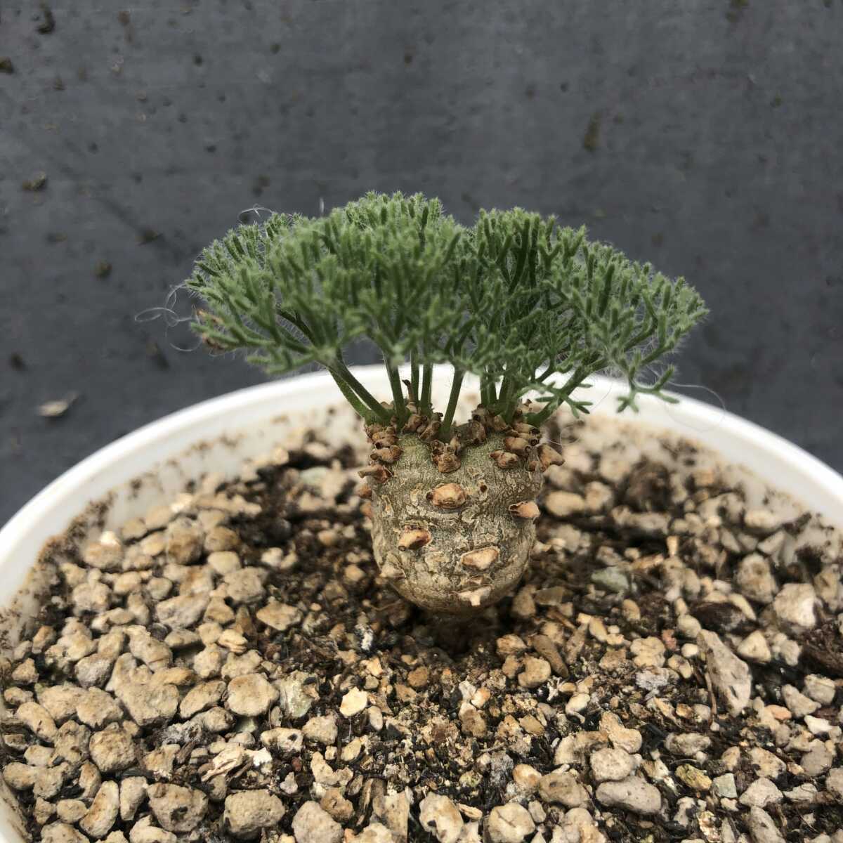 塊根植物 オトンナヘレー othonna herrei 蛮鬼塔 塊根コーデックス 7年