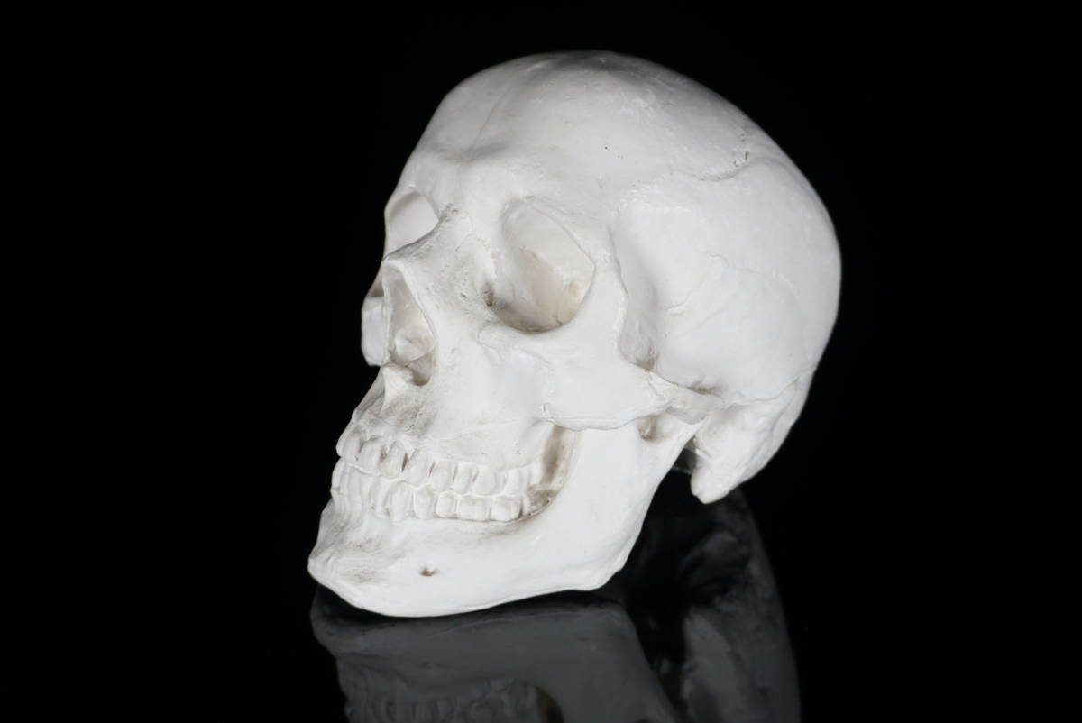 教材基準品　頭蓋模型 新日本造形株式会社　頭骨模型 歯学 歯科技工 医学 教材 解剖 教育 精密 頭蓋骨 スカル　高さ16cm (TPUM0110