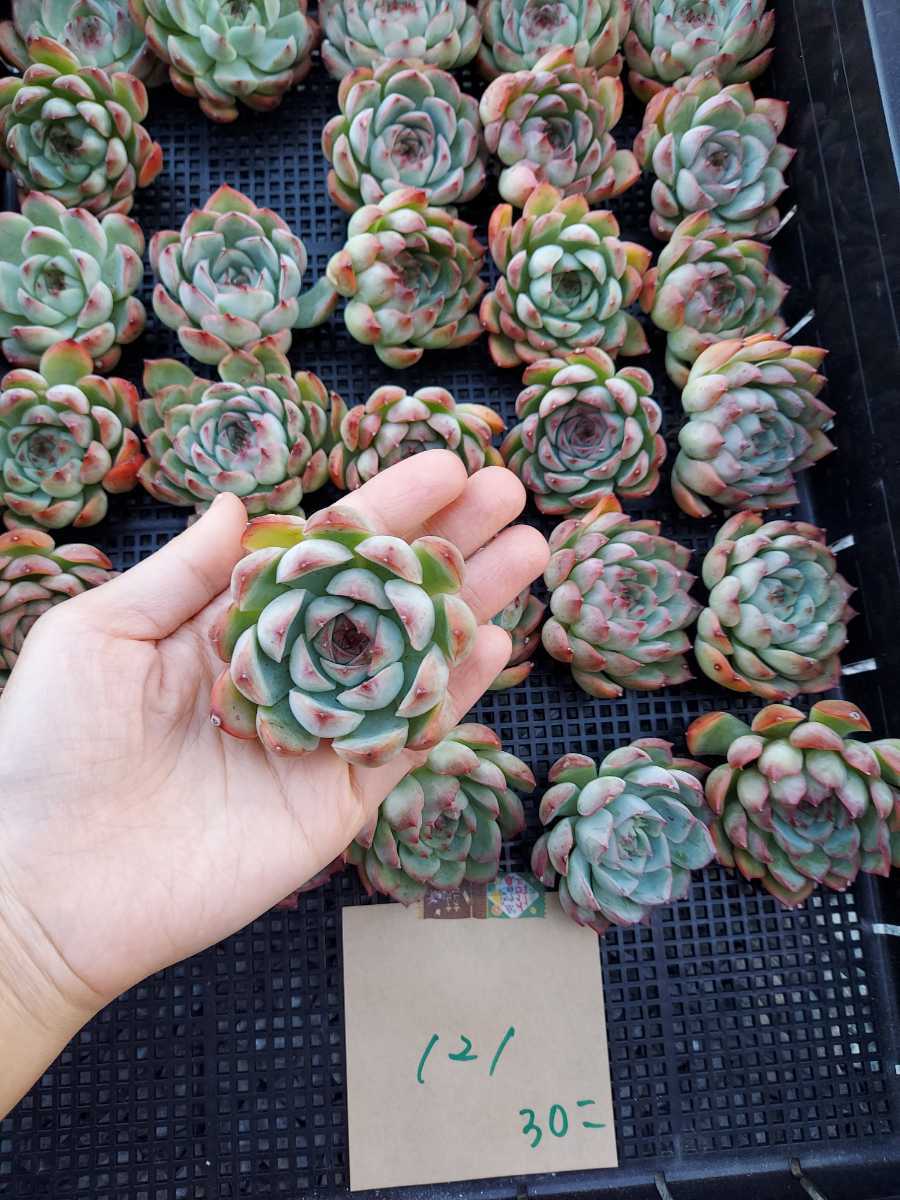☆多肉植物 エケベリア 韓国 S494からふる15個 エケベリア 多肉植物