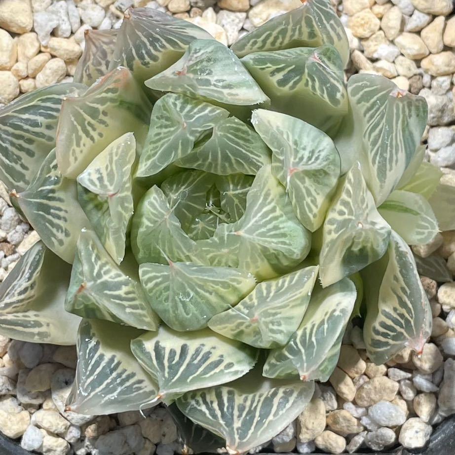 多肉植物　ハオルチア　白蛇伝　糊斑　(検 オブツーサ錦　ハオルチア　錦　のり斑
