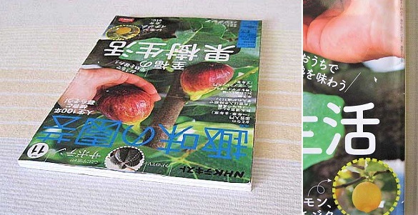 Nhk 趣味の園芸 年11月号 至福の果樹生活 レモン イチジク 柿ほか サボテン 鈴木満男 バラ栽培 テキスト 園芸 ガーデニング 売買されたオークション情報 Yahooの商品情報をアーカイブ公開 オークファン Aucfan Com