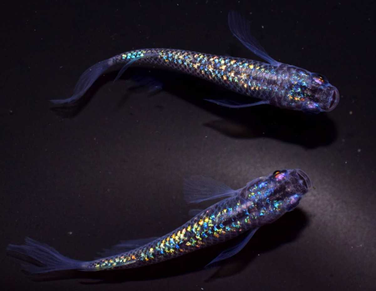 Jeeckめだか 増量セール中 超極上松井オーロラ虹ラメ天女の舞めだか 超極上レインボーラメの卵30個 A 極美ヒレ長レインボーラメ めだか 売買されたオークション情報 Yahooの商品情報をアーカイブ公開 オークファン Aucfan Com