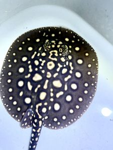 専門店では 12cm位 オス 極美 ヘテロホワイトクロコダイル 極上選別個体 淡水エイ 熱帯魚 アクアリウム