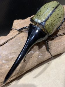 DH ヘラクレス オス 単のYahoo!オークション(旧ヤフオク!)の相場・価格