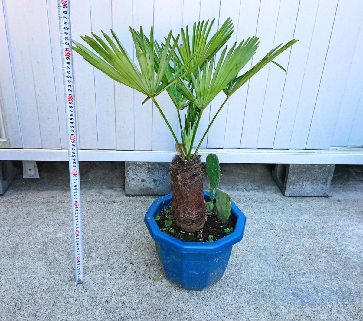 トウジュロ シュロ ドライガーデン ロックガーデン ヤシ 売買されたオークション情報 Yahooの商品情報をアーカイブ公開 オークファン Aucfan Com