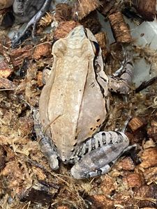 人気特価激安 ナンベイウシガエル 7 9センチくらい １匹での価格です 圧倒的高評価 Haisha Co Jp