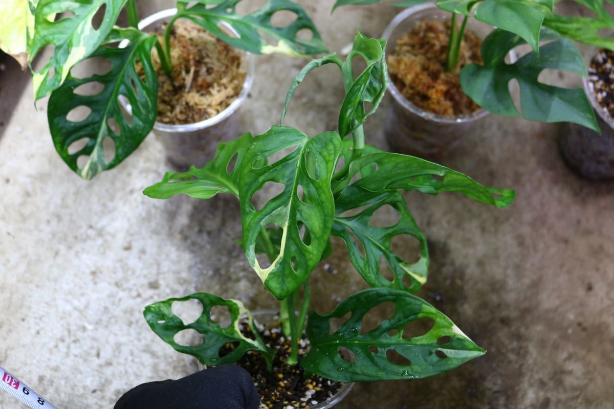 No.018/-TGK-/マドカズラ 斑入り&元斑入り2株寄せ植え/Monstera adansonii white variegata