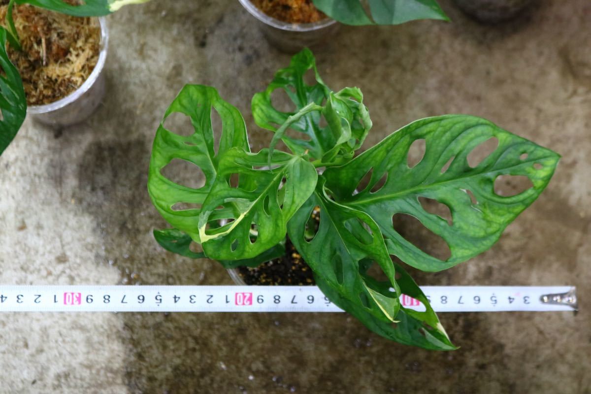 No.018/-TGK-/マドカズラ 斑入り&元斑入り2株寄せ植え/Monstera adansonii white variegata