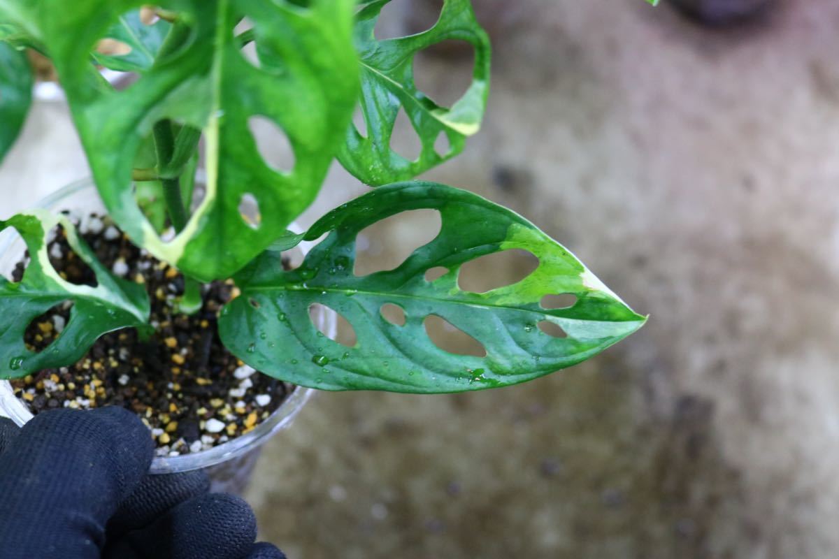 No.018/-TGK-/マドカズラ 斑入り&元斑入り2株寄せ植え/Monstera adansonii white variegata