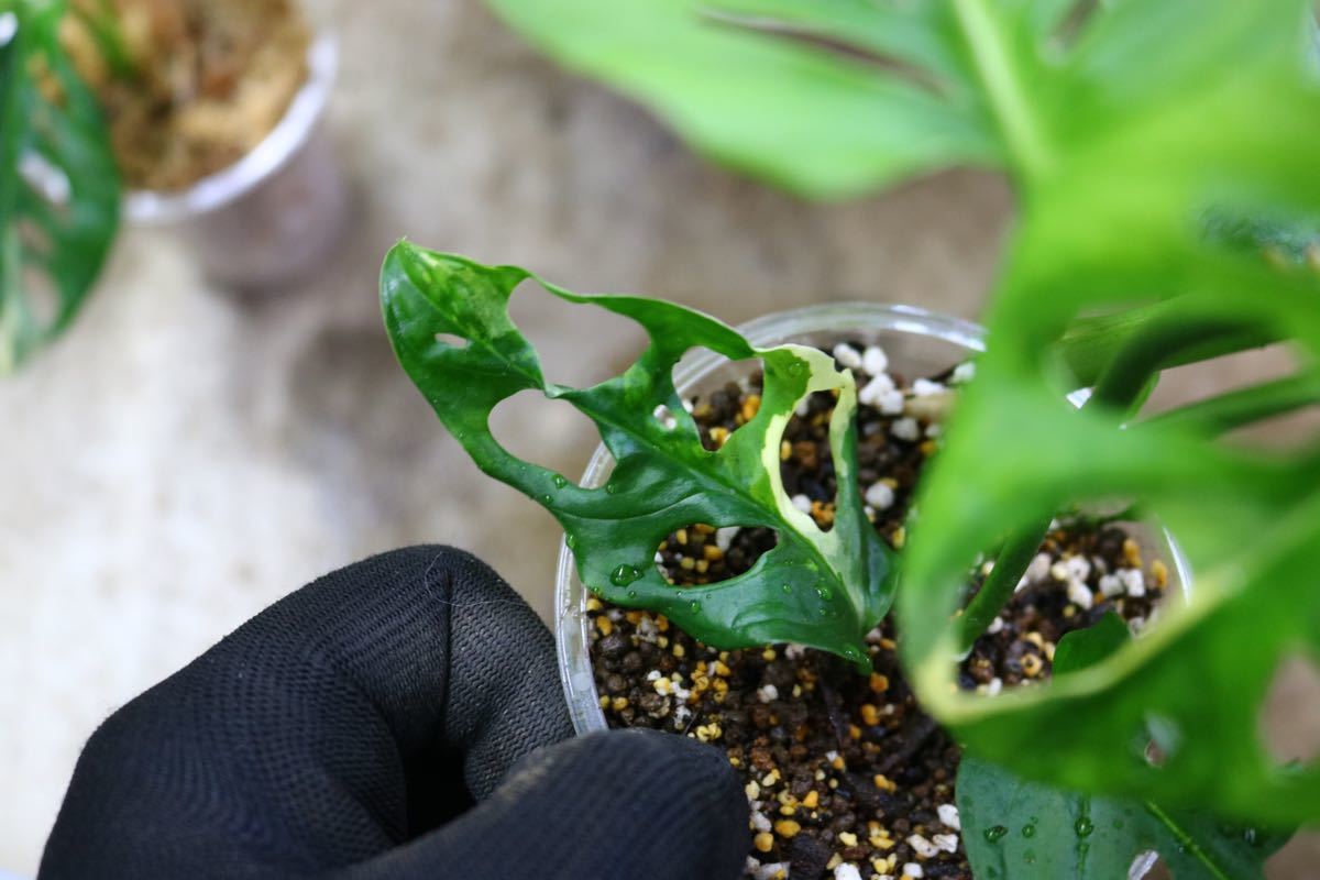 No.018/-TGK-/マドカズラ 斑入り&元斑入り2株寄せ植え/Monstera adansonii white variegata