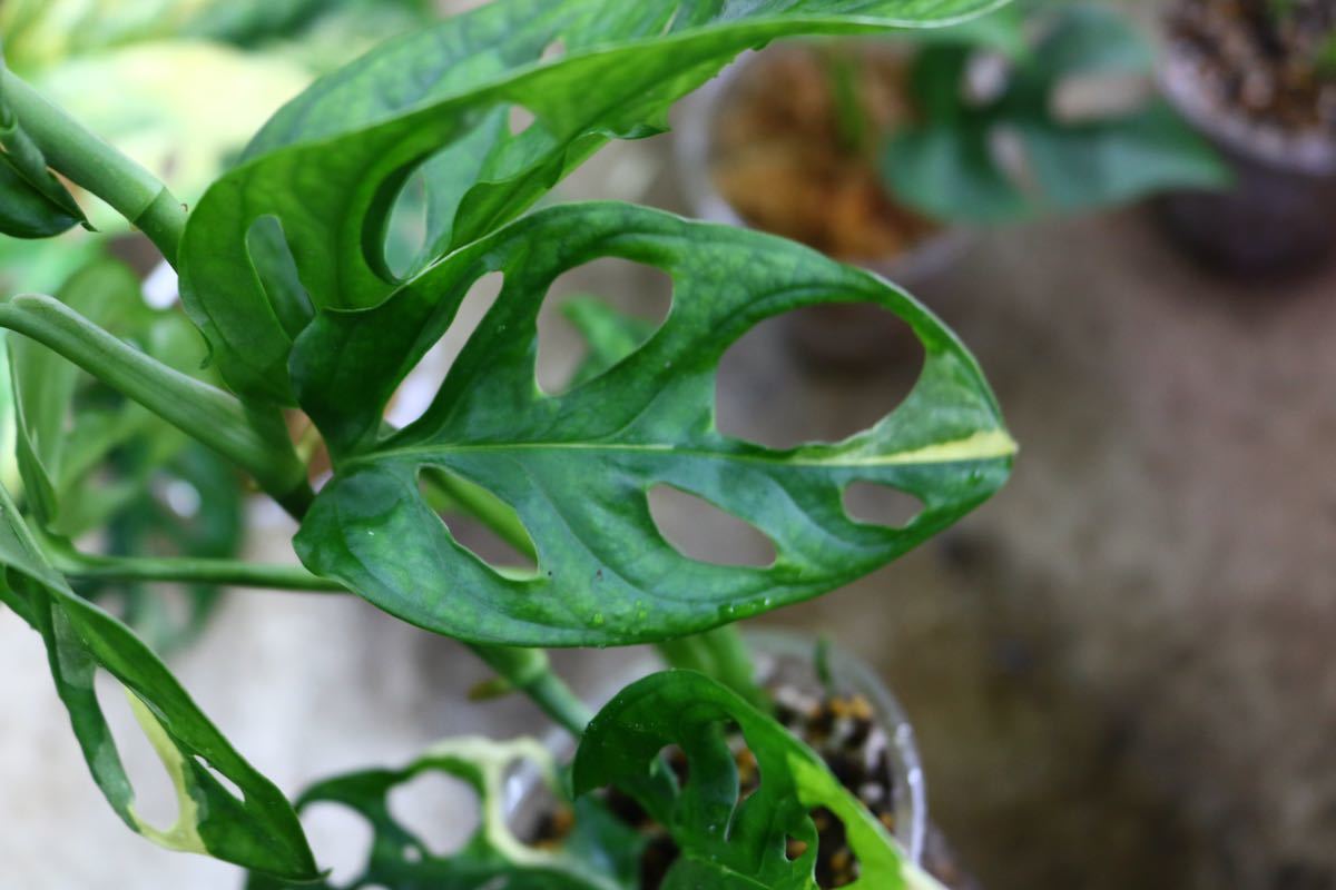 No.018/-TGK-/マドカズラ 斑入り&元斑入り2株寄せ植え/Monstera adansonii white variegata