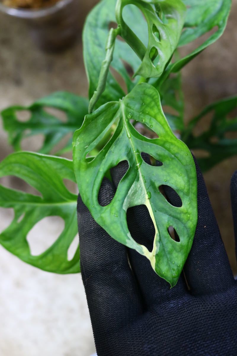 No.018/-TGK-/マドカズラ 斑入り&元斑入り2株寄せ植え/Monstera adansonii white variegata