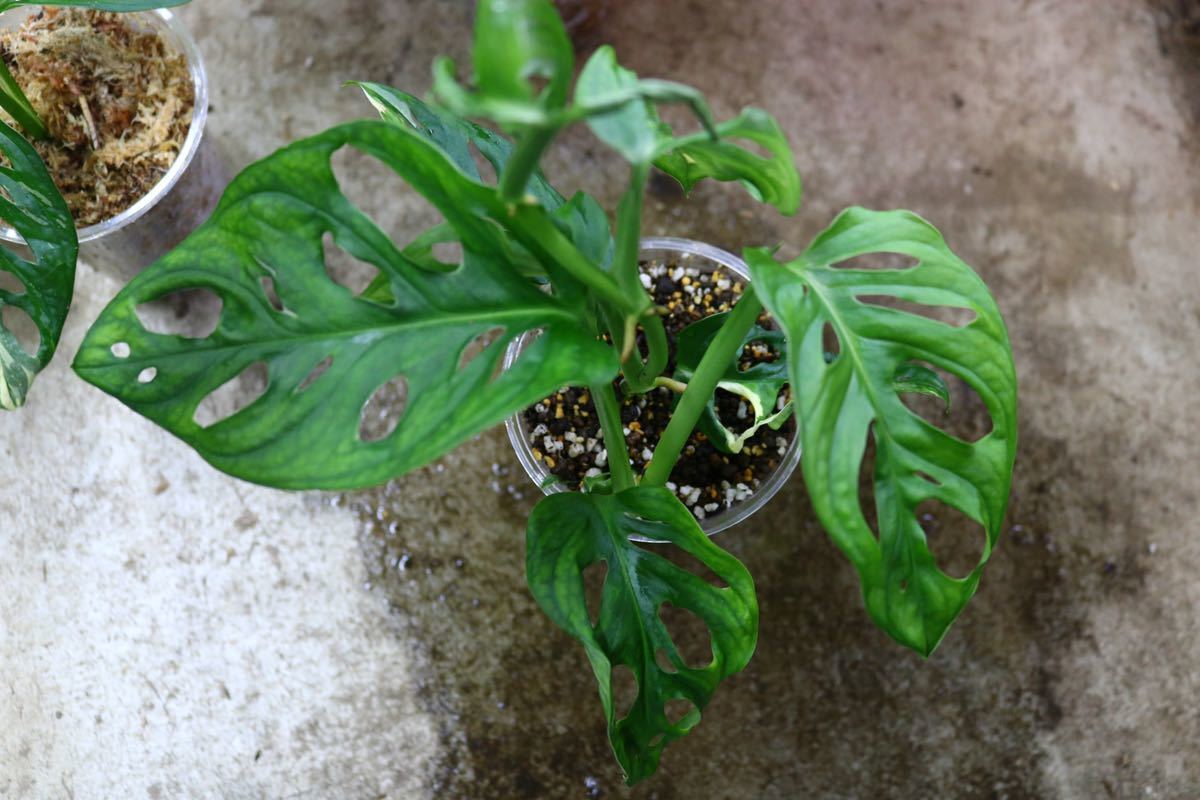 No.018/-TGK-/マドカズラ 斑入り&元斑入り2株寄せ植え/Monstera adansonii white variegata
