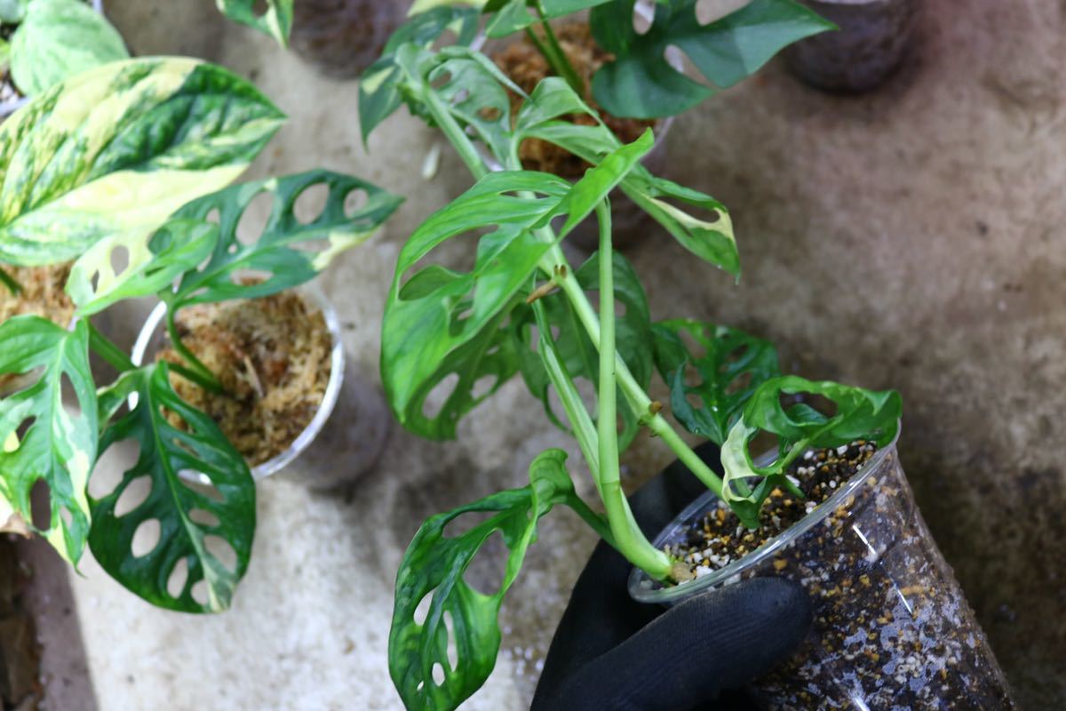 No.018/-TGK-/マドカズラ 斑入り&元斑入り2株寄せ植え/Monstera adansonii white variegata