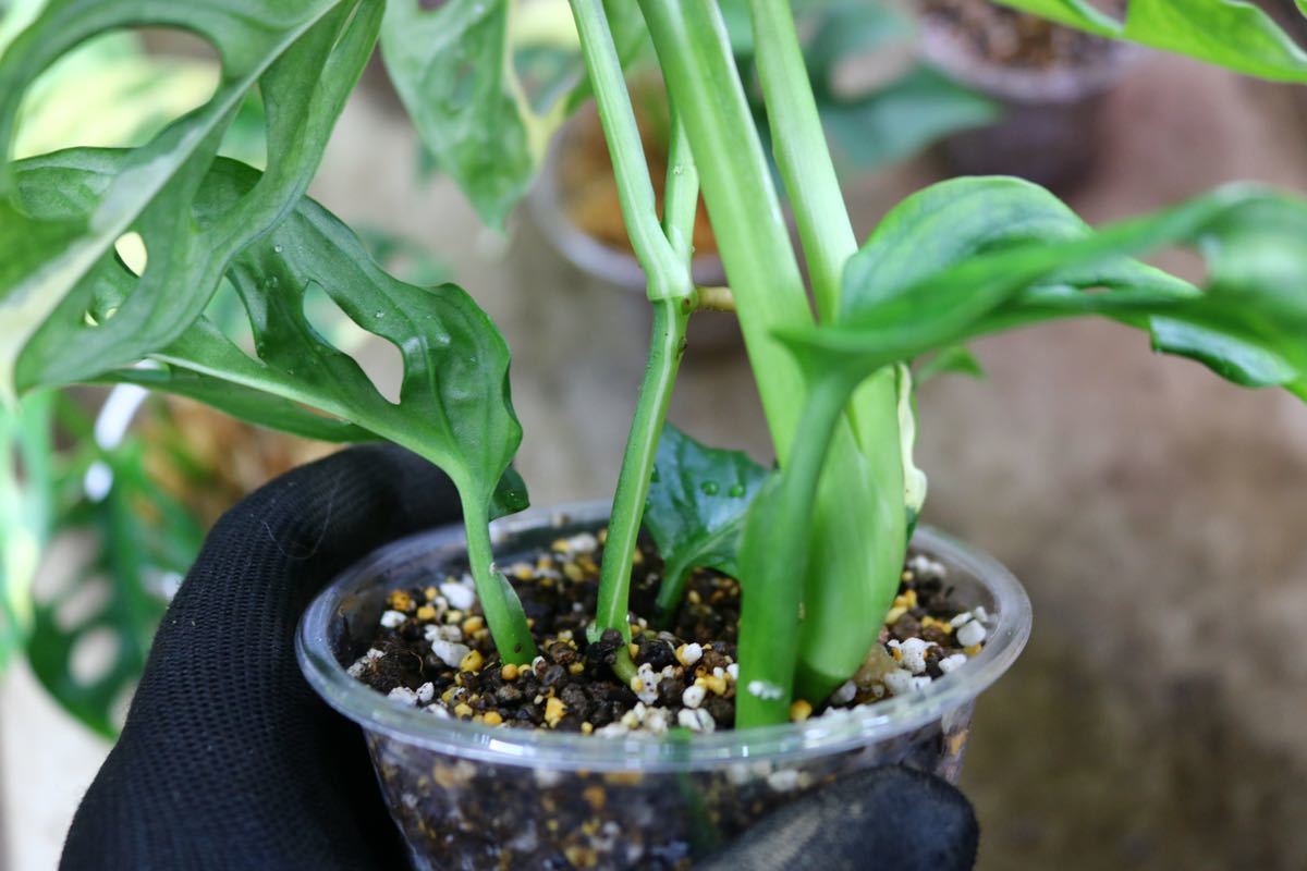 No.018/-TGK-/マドカズラ 斑入り&元斑入り2株寄せ植え/Monstera adansonii white variegata