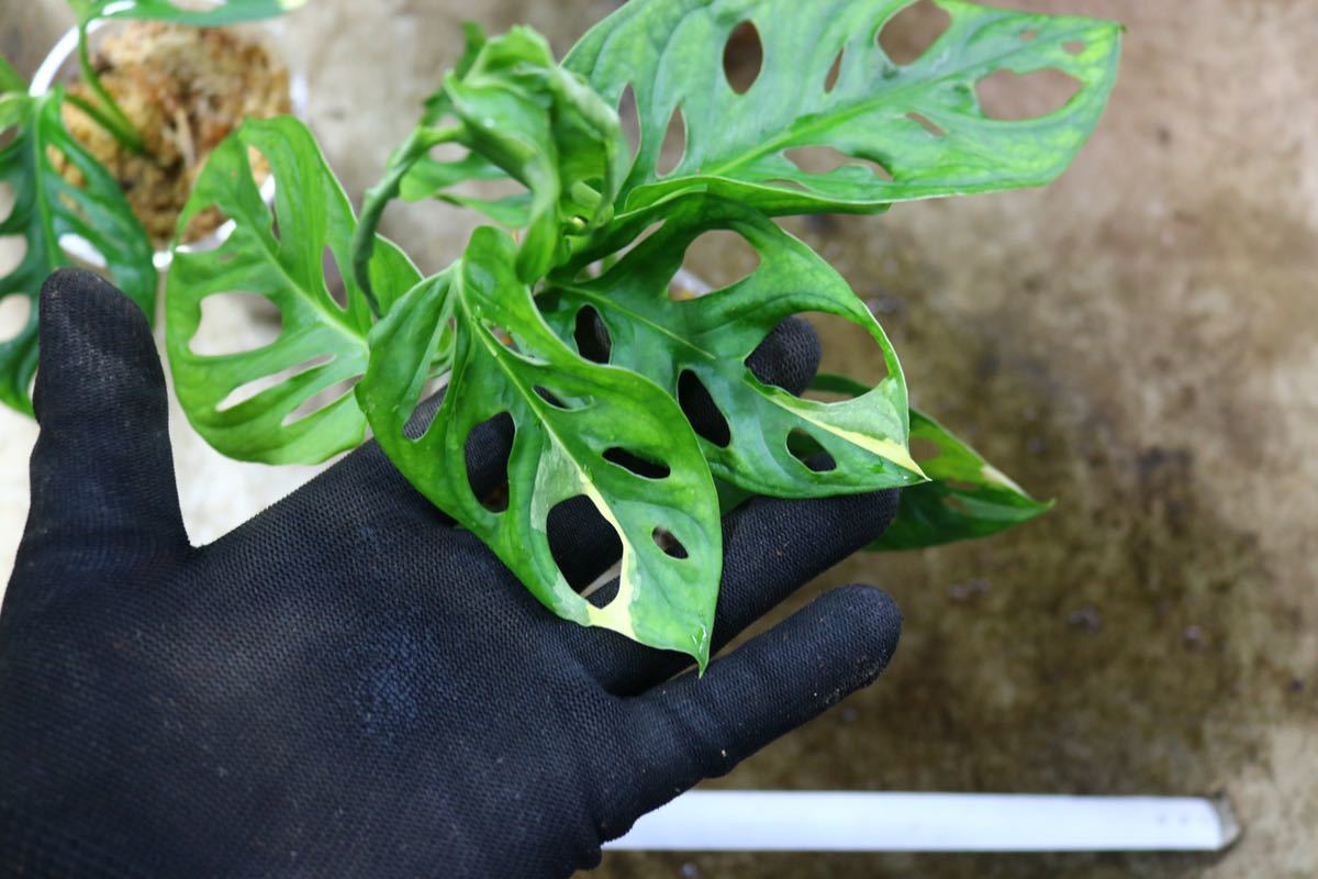 No.018/-TGK-/マドカズラ 斑入り&元斑入り2株寄せ植え/Monstera adansonii white variegata
