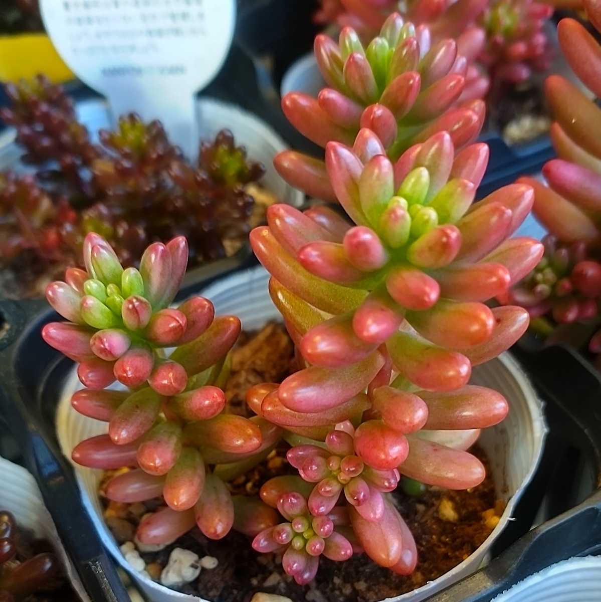 抜き苗】レッドベリー 多肉植物 セダム 紅葉 プレステラ プラ鉢 