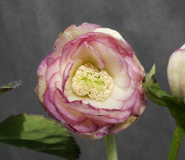 242 訳アリ 小輪 ホワイトピコティ dd 開花 クリスマスローズ