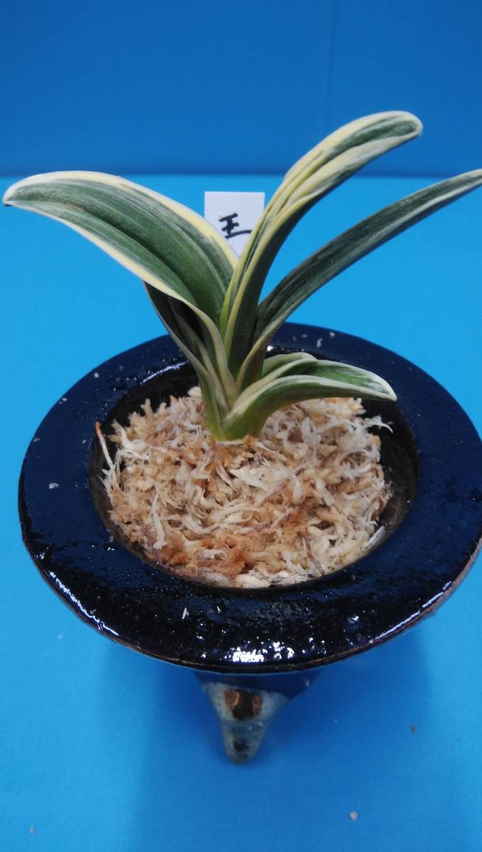 万年青　おもと　王朝