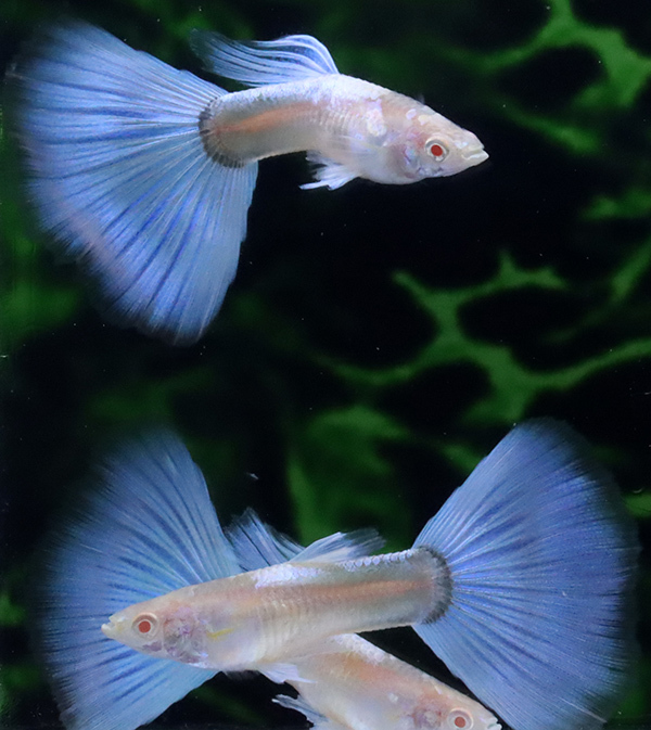 サイトウ グッピー ｒｒｅａブルートパーズ オス３匹 メス２匹 26 グッピー 売買されたオークション情報 Yahooの商品情報をアーカイブ公開 オークファン Aucfan Com