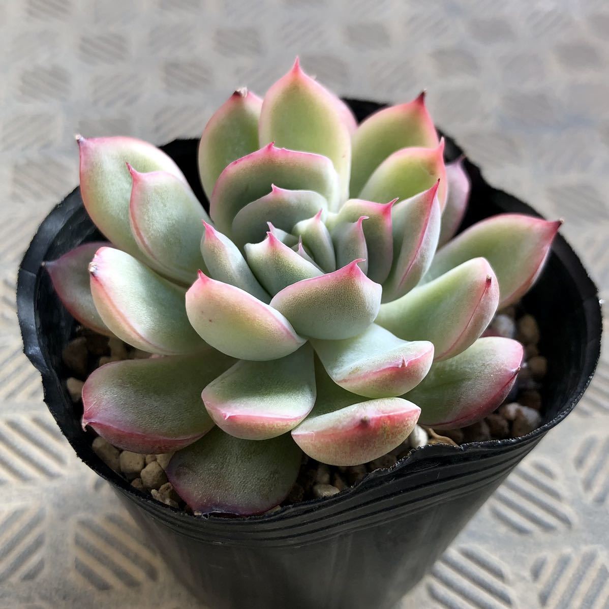 多肉植物 花月夜 ロメオ 交配実生苗 エケベリア サボテン 売買されたオークション情報 Yahooの商品情報をアーカイブ公開 オークファン Aucfan Com