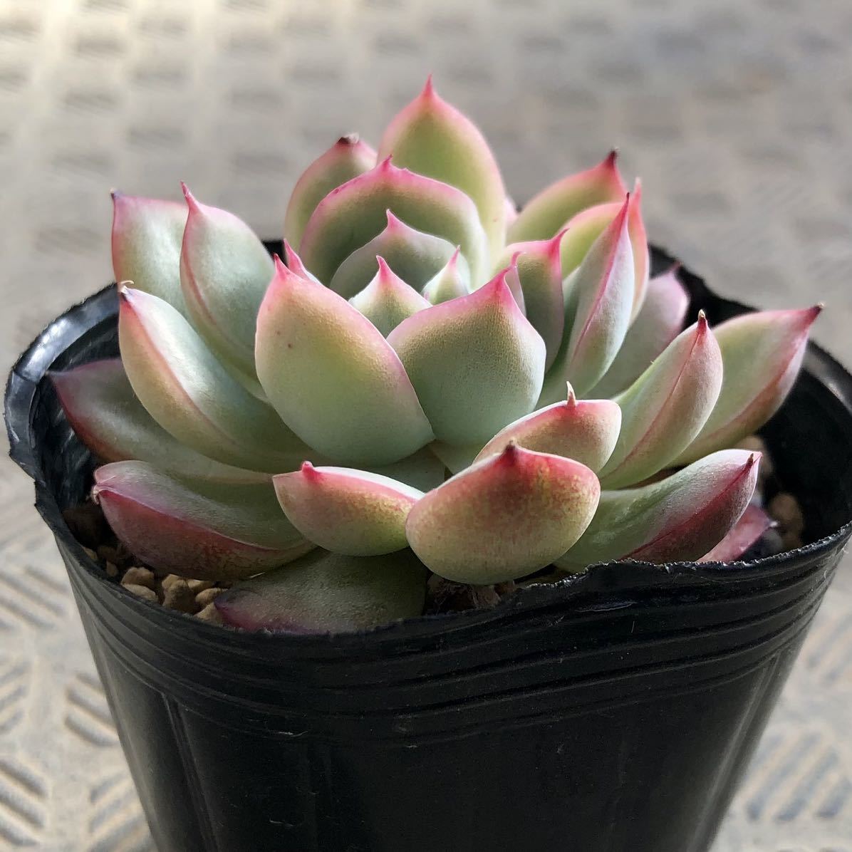 多肉植物 花月夜 ロメオ 交配実生苗 エケベリア サボテン 売買されたオークション情報 Yahooの商品情報をアーカイブ公開 オークファン Aucfan Com