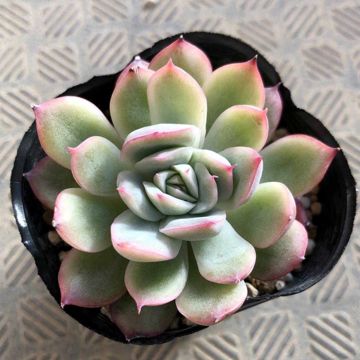 多肉植物 花月夜 ロメオ 交配実生苗 エケベリア サボテン 売買されたオークション情報 Yahooの商品情報をアーカイブ公開 オークファン Aucfan Com