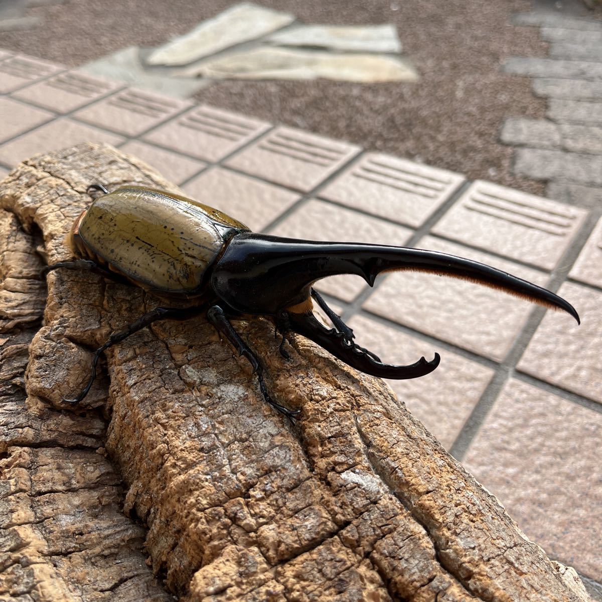 D.Hヘラクレス ♂160mm 標本材料 死虫