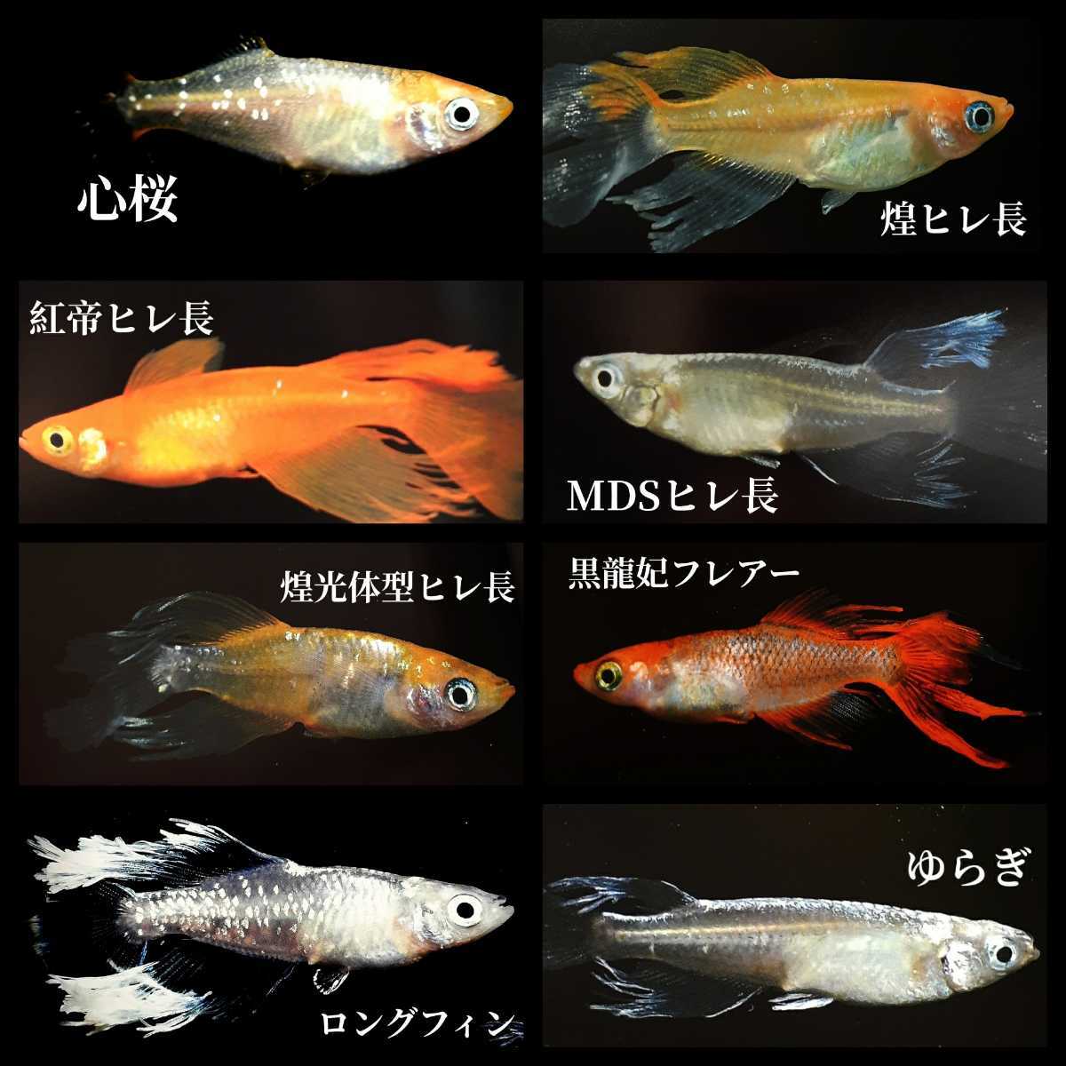 最新のデザイン ミックスメダカの卵 50個 A Www Hino Kanko Jp