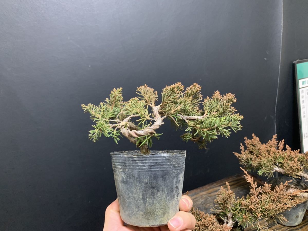 C*8様 真柏盆栽【オークション】 真柏 8個》盆栽 真柏8個セット 盆栽 素材 小品盆栽(松)｜売買された