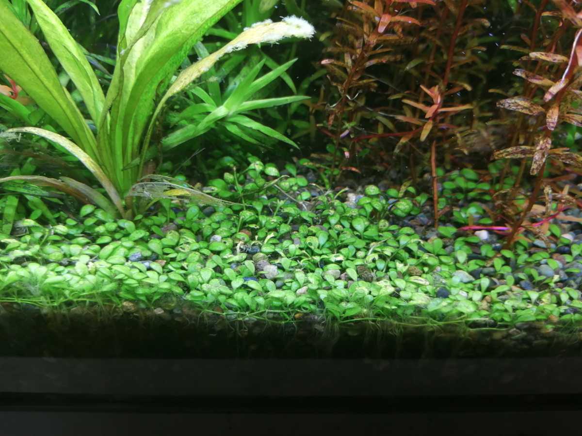 スティグマ グロッソ ランナー3 4cm 本以上 水草 前景草 グロッソスティグマ 売買されたオークション情報 Yahooの商品情報をアーカイブ公開 オークファン Aucfan Com