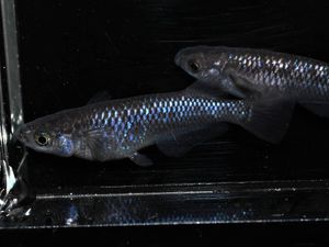 最高の メダカ めだか ブラックダイヤ 2ペア T 5 現物出品 送料無料 早い者勝ち