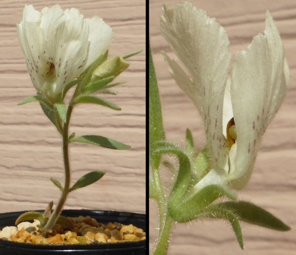 種子を出品 ゴーストフラワー ユマ郡産 Mohavea Confertiflora 10粒 モハーヴェ砂漠の幽霊花 種 売買されたオークション情報 Yahooの商品情報をアーカイブ公開 オークファン Aucfan Com