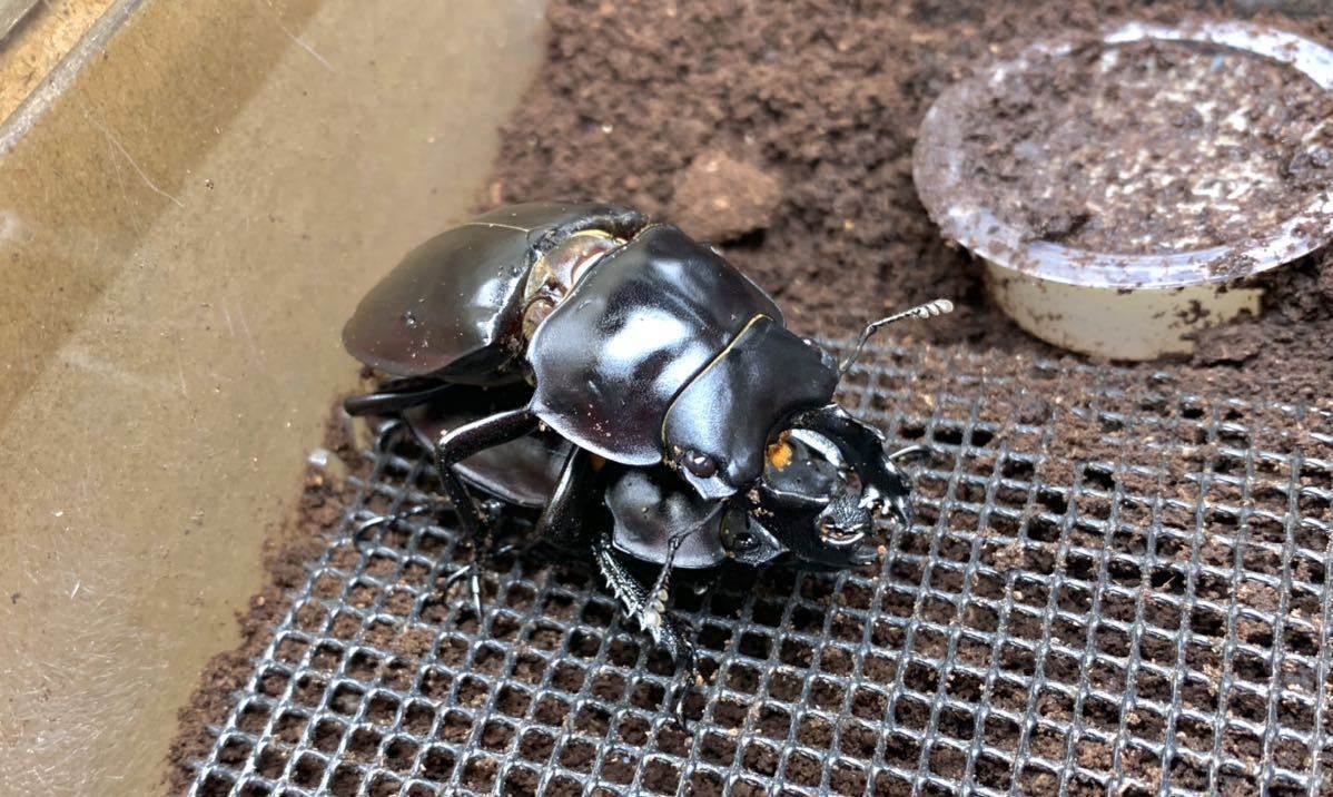 虫類 ヤエヤママルバネクワガタ石垣島野底岳産ペア
