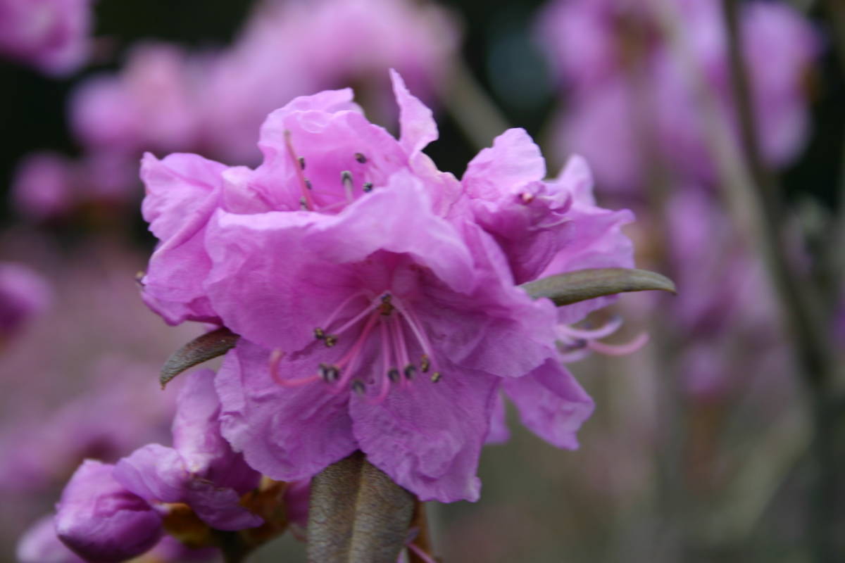 淀川ツツジ 花芽付き 草丈４０ｃｍ前後 根巻き 植木 庭木 売買されたオークション情報 Yahooの商品情報をアーカイブ公開 オークファン Aucfan Com