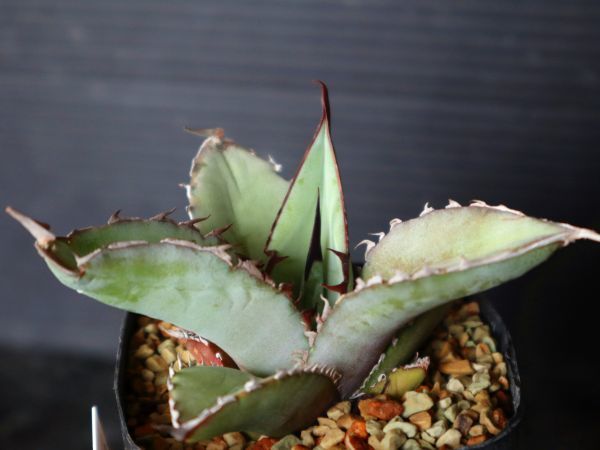アガベ チタノタ SHARK SHOUI アガベ チタノタ Agave titanota Shark Shoui Dwarf Compact Blue