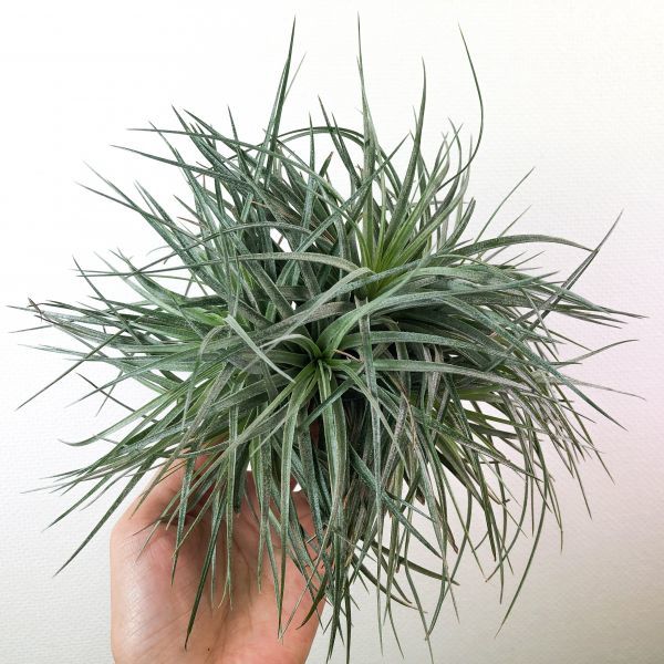 T6958 特大株 チランジア ストリクタ プレミアム エアプランツ エアープランツ アガベ キセログラフィカ アナナス 売買されたオークション情報 Yahooの商品情報をアーカイブ公開 オークファン Aucfan Com