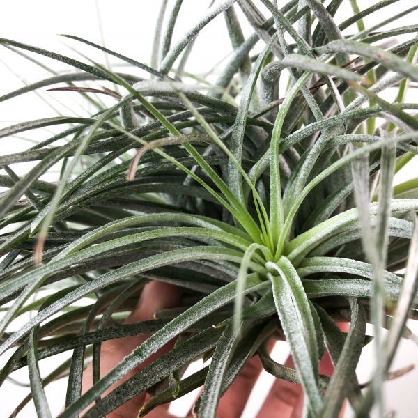 T6958 特大株 チランジア ストリクタ プレミアム エアプランツ エアープランツ アガベ キセログラフィカ アナナス 売買されたオークション情報 Yahooの商品情報をアーカイブ公開 オークファン Aucfan Com