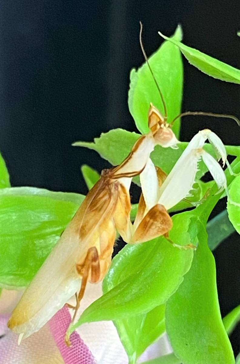 関東限定 ハナカマキリ Hymenopus Coronatus 成虫 オス 1月羽化 インドネシア ジャワ 産 虫類 売買されたオークション情報 Yahooの商品情報をアーカイブ公開 オークファン Aucfan Com