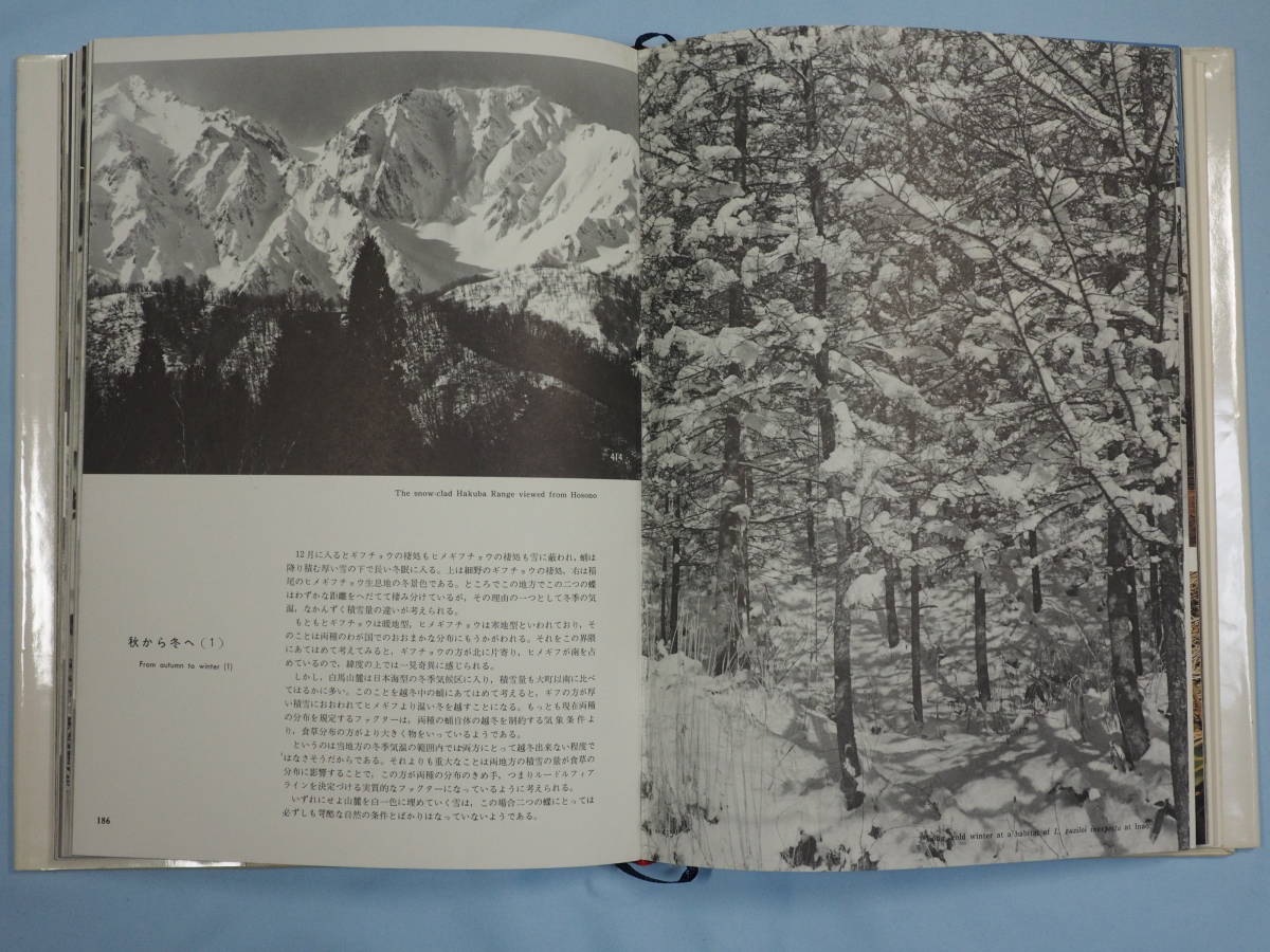 田淵行男「ギフチョウ・ヒメギフチョウ」 生態写真 田淵行男