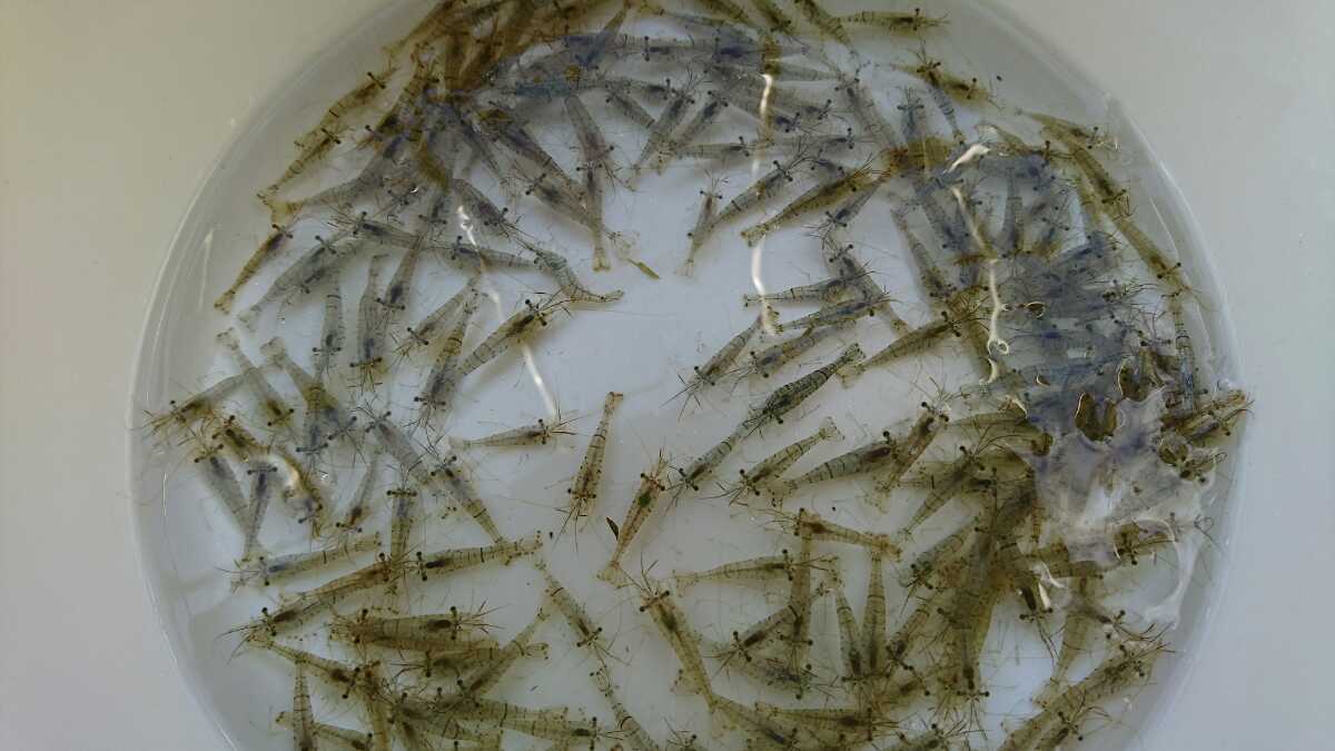 80サイズ 淡水 スジエビ 川エビ 3 前後300匹 A 甲殻類 売買されたオークション情報 Yahooの商品情報をアーカイブ公開 オークファン Aucfan Com