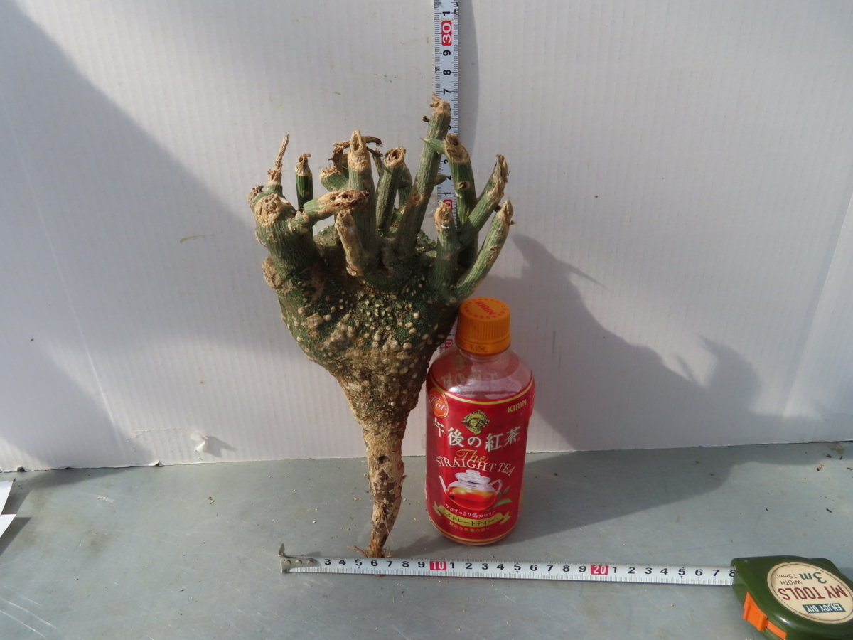  オ0252 現地 アデニア グロボーサ 抜き苗 塊根植物 実店舗販売 2/1開始 FLOVERS岡崎店 OPENセール(観葉植物)｜売買されたオークション情報、yahooの商品情報をアーカイブ公開 - オークファン その他