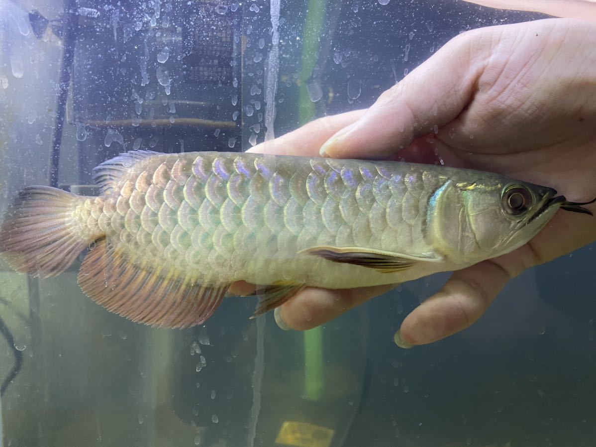 過背金龍 アジアアロワナ No 7 若干目タレ有り アロワナ 売買されたオークション情報 Yahooの商品情報をアーカイブ公開 オークファン Aucfan Com