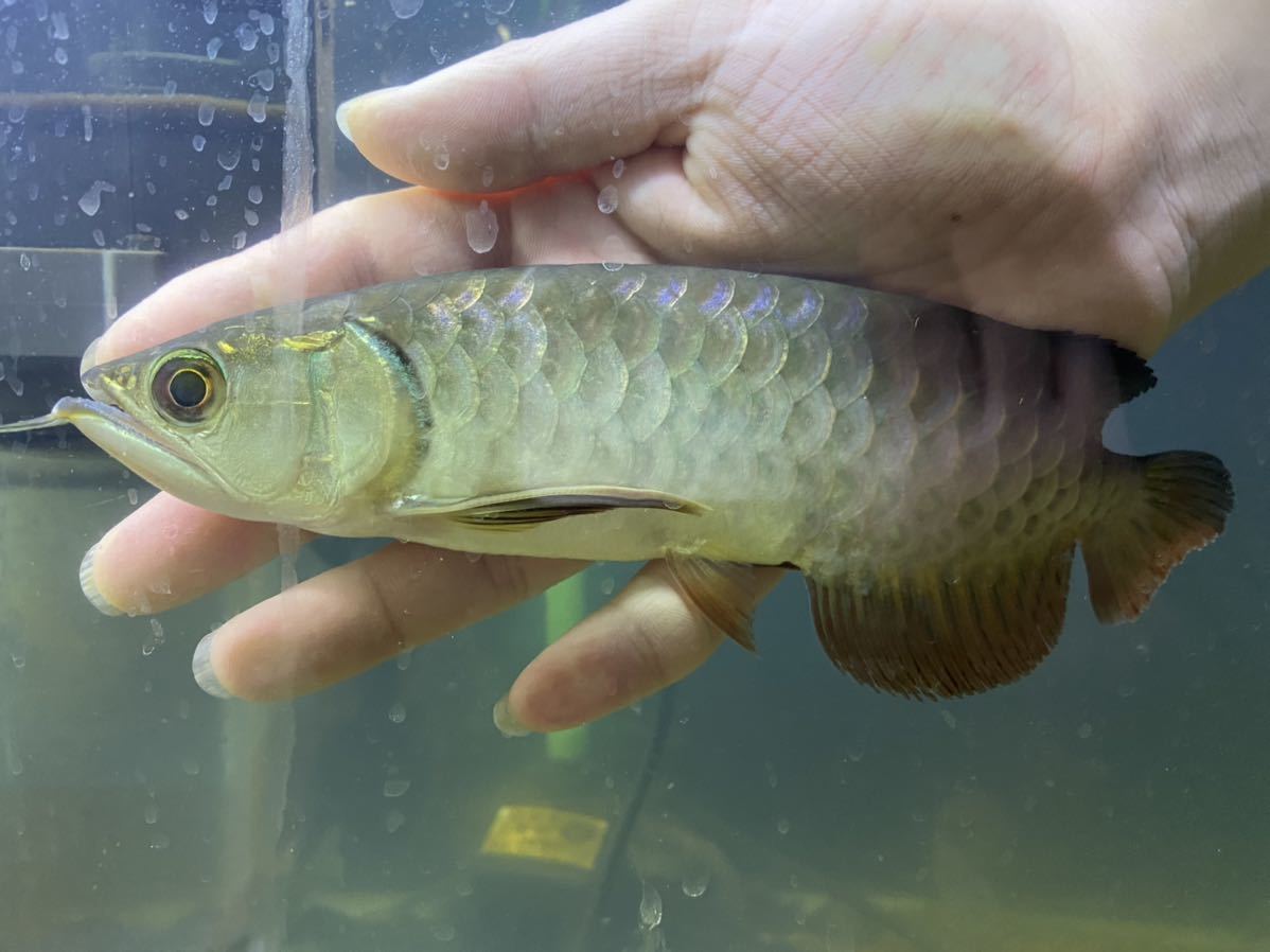 過背金龍 アジアアロワナ No 7 若干目タレ有り アロワナ 売買されたオークション情報 Yahooの商品情報をアーカイブ公開 オークファン Aucfan Com