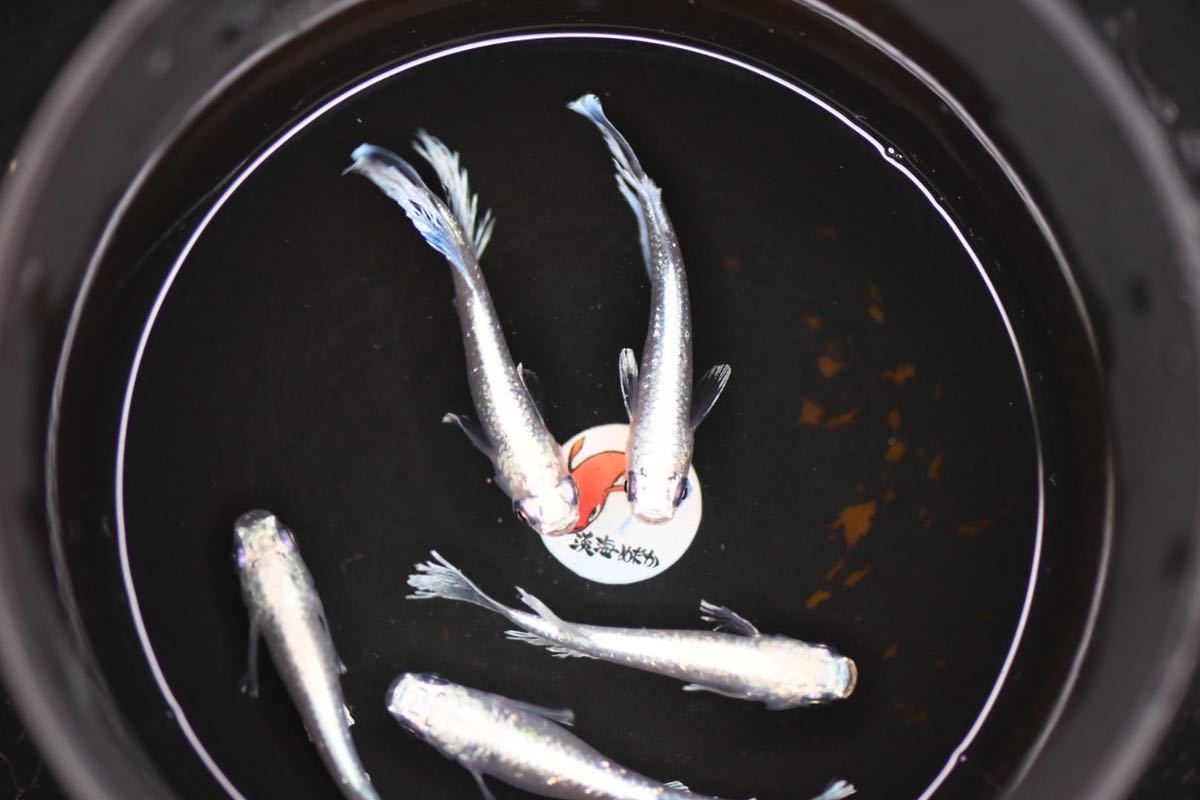 淡海（おうみ）めだか　/　マリアージュロングフィン　♂2匹＋♀3匹