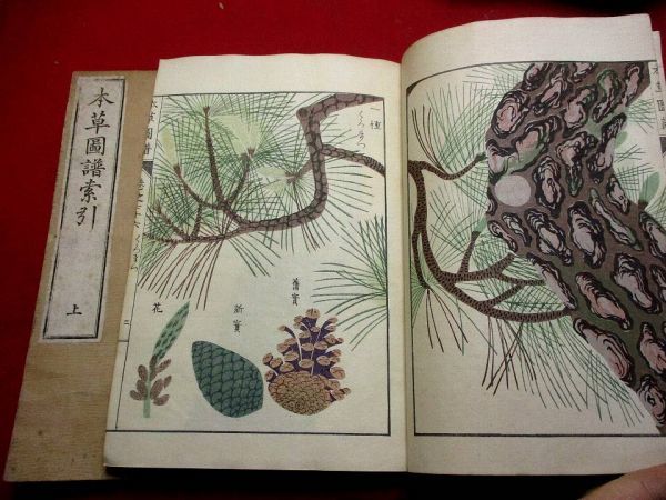  a57 本草図譜 76 索引 彩色木版 植物 ボタニカル 園芸 和本 古書 古文書(和書)｜売買されたオークション情報、yahooの商品情報をアーカイブ公開 - オークファン 和書