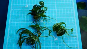 ドラゴンクローのヤフオク の相場 価格を見る ヤフオク のドラゴンクローのオークション売買情報は21件が掲載されています