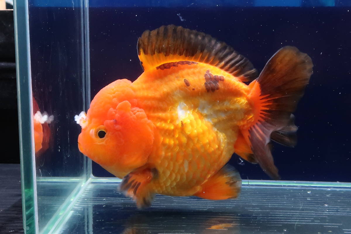  79＜water-flap＞ タイ産 オランダシシガシラ ショートテール(金魚)｜売買されたオークション情報、yahooの商品情報をアーカイブ公開 - オークファン その他
