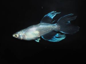 青蝶のヤフオク の相場 価格を見る ヤフオク の青蝶のオークション売買情報は113件が掲載されています